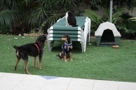 Artificial grass looks good, requires minimum maintenance