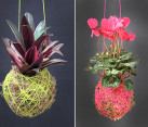 DIY moss ball hanging plants
