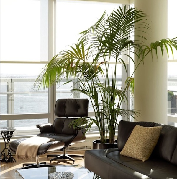 Kick Away Your Homes Winter Blues With Indoor Plants