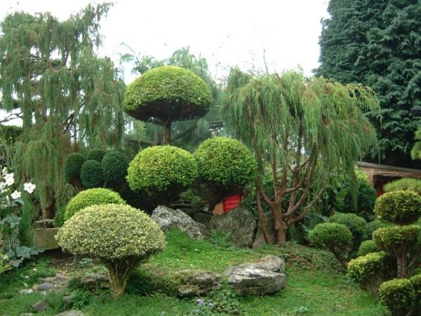 gorgeous Japanese garden showcasing the wide variety of plants one 