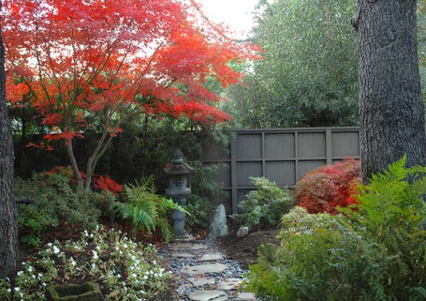 fiery japanese maple in the garden offer a tasteful and
