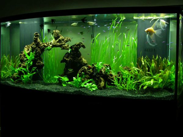 Beautiful underwater vegetation gives this modern aquarium a ...