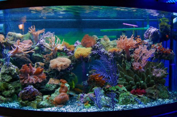 28 Modern Fish Tanks That Inspire Relaxation