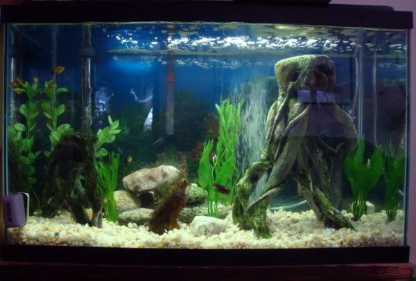 28 Modern Fish Tanks That Inspire Relaxation