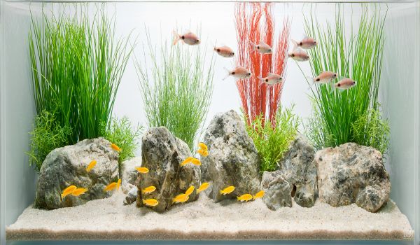 Fish Tank Decoration Ideas For Kids | librarygeekwoes