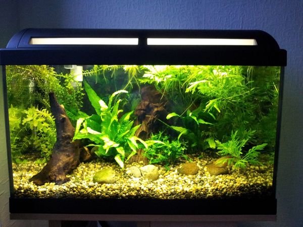 28 Modern Fish Tanks That Inspire Relaxation