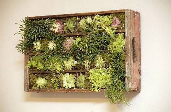 Turning-an-old-wooden-crate-into-a-gorgeous-living-wall.jpg