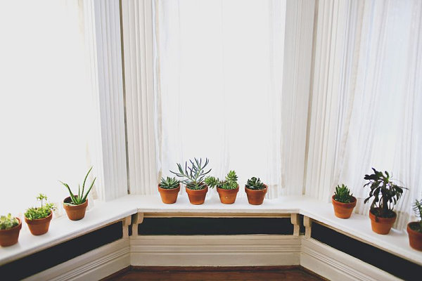 20 Unforgettable Indoor Plant Displays \u0026 Ideas