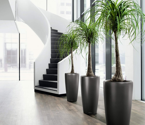 20 Indoor Plant Displays & Ideas