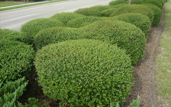 Densely packed leaves and low growth make dwarf yaupon holly ideal for 