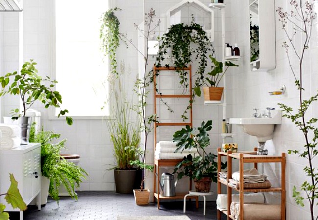 An eclectic bathroom plant menagerie that features ivy plentifully