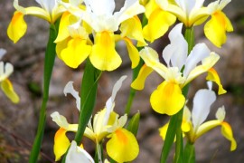 Dutch Iris