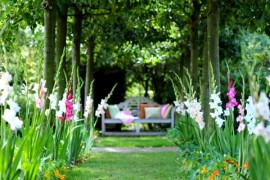 Gladiolus Row