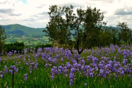 Irs Pallida Field