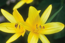 Original Daylily
