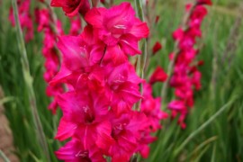 Pink Gladiolus