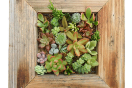 Reclaimed Wood Succulent Planter