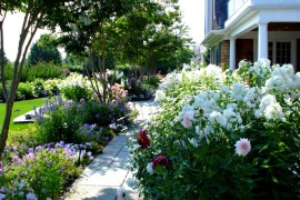 Southampton Dahlias