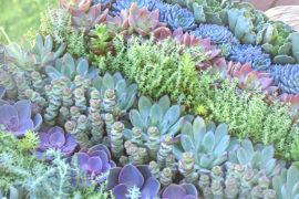 Succulent Table