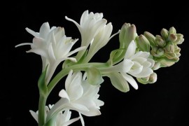 Tuberose