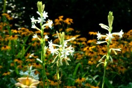 Tuberose in Garden
