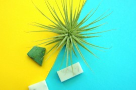 Air plant and marble tiles