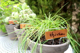 Chives sage and other potted herbs