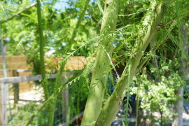 Close-up of a green mesquite tree