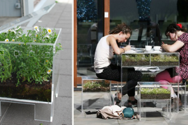 Furnibloom Clear Furniture Filled with Plant