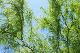 Green mesquite branches