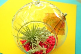 Neon tropical air plant terrarium
