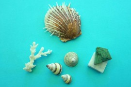 Seashells and marble
