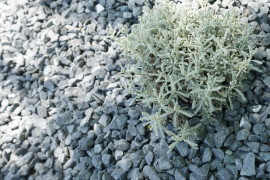 Silvery tones fill this rock garden