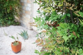 Consider the placement of plants in your gravel garden