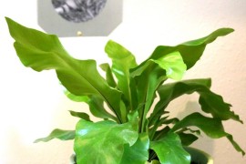 Geo pot in a modern laundry room