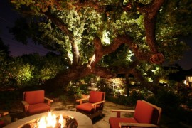 Illuminated oak tree by an outdoor fire pit