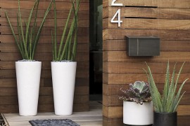 Interesting plants in CB2 planters