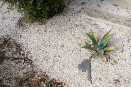 Leaves and other debris in a gravel garden