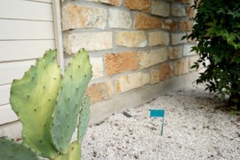 Rock gardens require regular maintenance