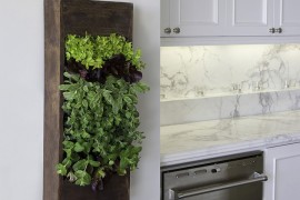 Small herb garden in the kitchen also doubles as an aesthetic addition