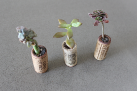Succulents planted in wine corks
