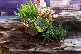 Elegant Driftwood planter can be easily crafted at home