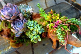 Small succulent planter design