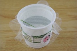 k-cup bug observatory