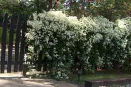 Clematis is a popular vine selection
