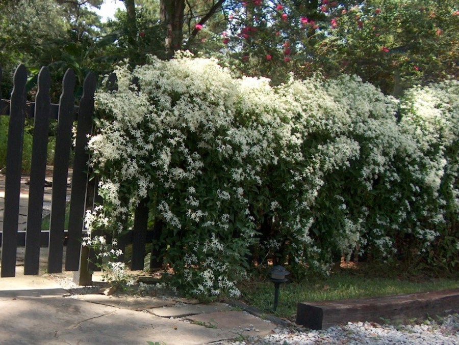 What are some good evergreen shrubs for the yard?