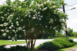 Fast-growing Crape Myrtle with white blooms