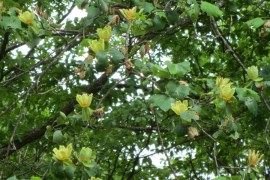 Foliage from the Tuliptree