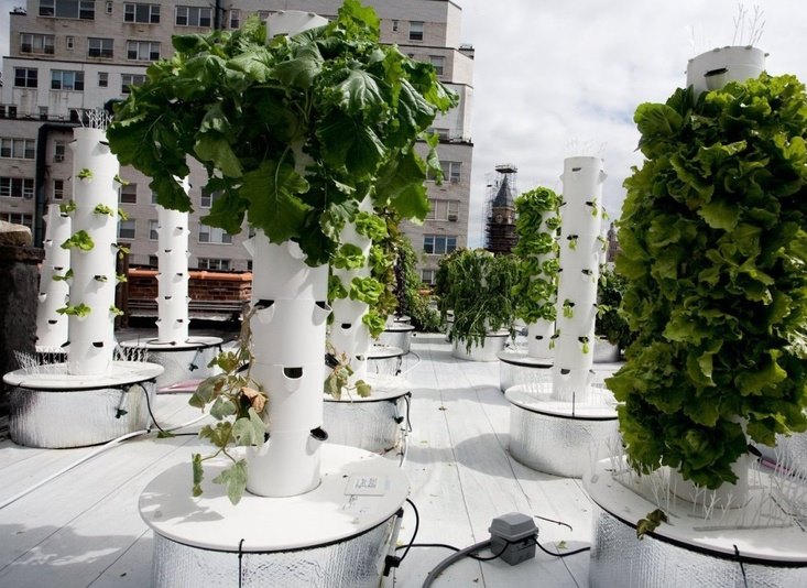 Hydroponic towers on a rooftop garden