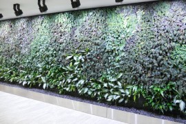 Hydroponic living wall in a commercial space